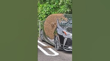 ミツバチ大量発生?なぜこの車だけ…
