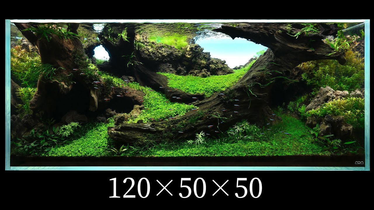 IAPLC2025 【栄枯盛衰】120×50×50cm 世界水草レイアウト