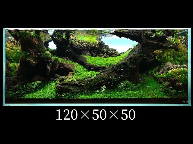 水草レイアウト作品集 Vol.5【栄枯盛衰】120×50×50（cm）IAPLC2025
