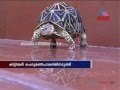 Star tortoises found Kollam Ashtamudi