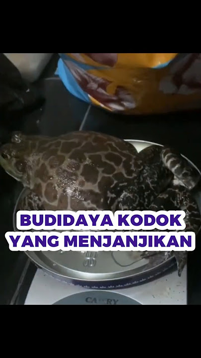 DI CINA BUDIDAYA KODOK YANG MENJANJIKAN #shorts