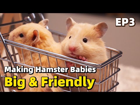 Video: How to Bond with a Hamster: 11 Steps (with Pictures)