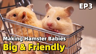 The Secret to Big & Friendly Hamster  Baby Hamsters Episode 3