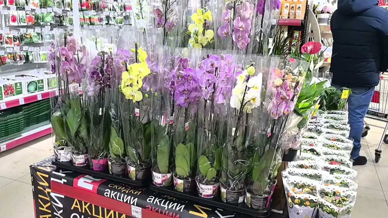 Крепкие дылдочки 😲 привезли, не смотря на сильные морозы. Обзор новых поступлений в 4 ТЦ. Ищем отеки