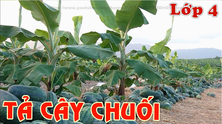 Bài văn miêu tả cây chuối lớp 4