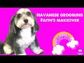 Havanese grooming - Faith’s make over.