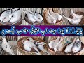 Pied Doves Wash blood line Pairs | Pied Dove Ka pura Setup Low Price Me | Pied Doves Breeder Pairs