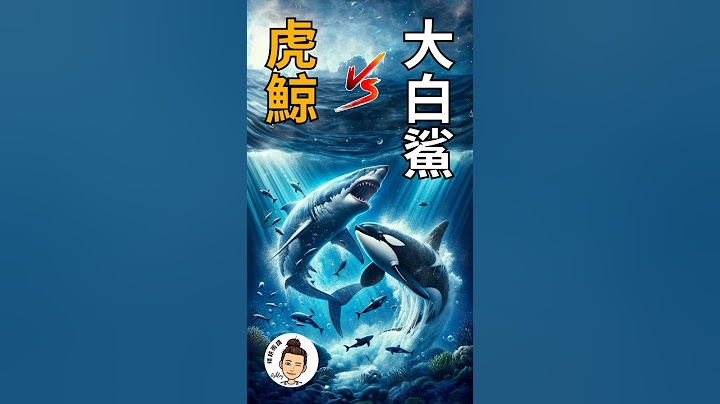 「虎鯨」vs「大白鯊」誰的戰鬥力更强？#科普 #虎鯨 #大白鯊【晴耕雨讀|Ashley】