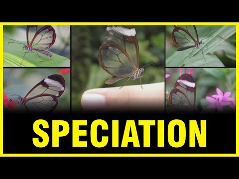 Video: Ano ang halimbawa ng sympatric speciation?