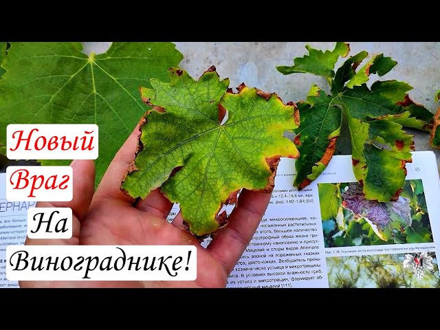 Внимание! Новая БОЛЕЗНЬ ВИНОГРАДА! Загадка разгадана...