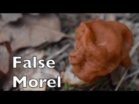 Non Toxic False Morel