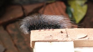 Fuzzy black caterpillar - Insect Details