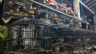 Suara diruang terbuka. Beli di 085233602654