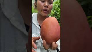 فاكهة المانجو الطازجة | Fresh Mango | ولكن لماذا تغلف وهي في الشجرة ؟