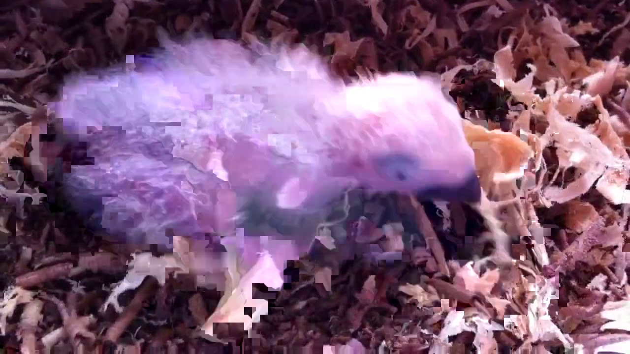 My Congo African Grey YouTube