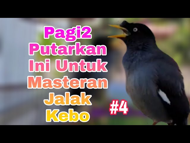 Masteran Jalak Kebo Gacor Pagi Hari - Jalak Kebo Muda Memanggil Teman Bikin Semua Jalak Nyaut #4 class=