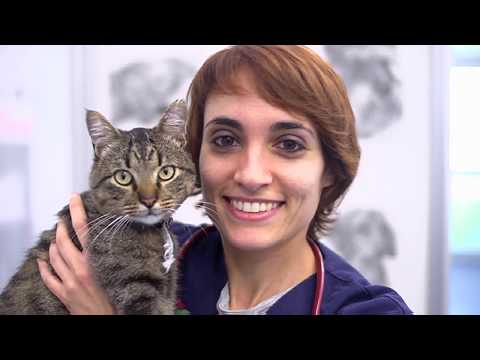 Vídeo: Resolució De L'Associació Veterinària Americana Sobre Medicina Homeopàtica Per A Animals De Companyia
