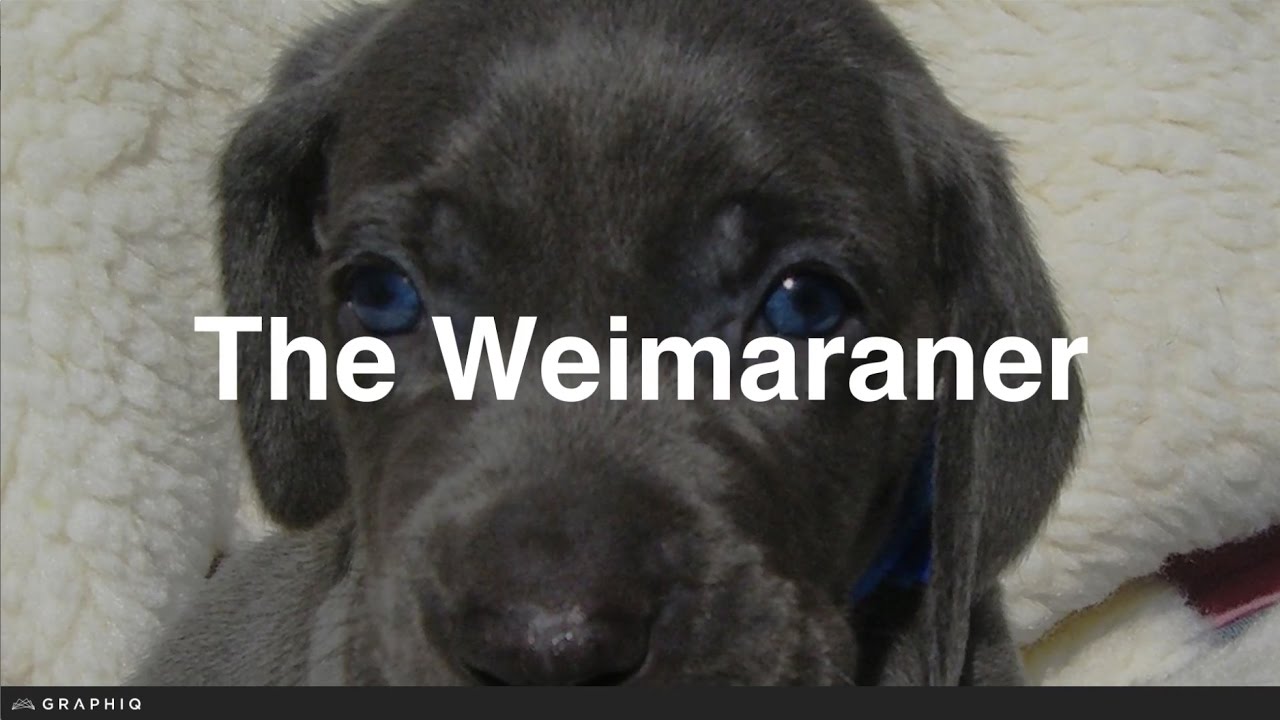 Weimaraner - Dog Profile from PetBreeds.com