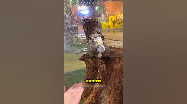 The Little Girl Had Fun With Her Friend The Otter 😍