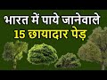     15   top 15 indian tree that provide shade  fruits 