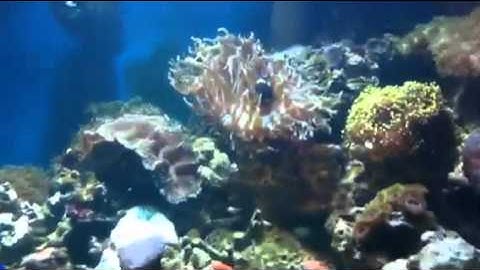 How to clear cloudy water in a reef tank by Paul talbot