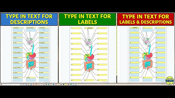 Digestive System - Interactive Google Slides Activities (by Tangstar Science)