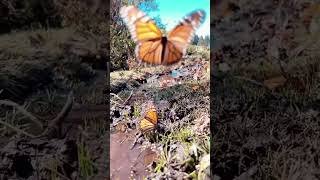 Santuario De La Mariposa Monarca, Michoacán Una Experiencia Que Tienes Que Vivir De Enero A Marzo