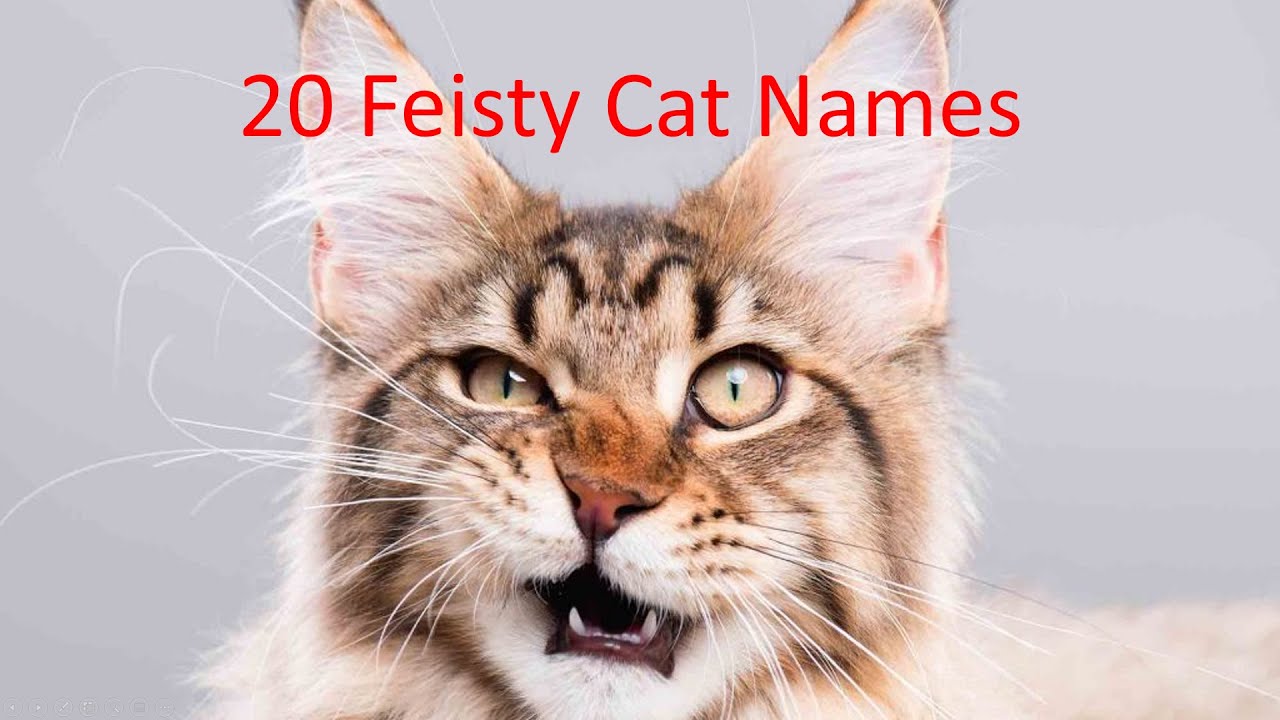 20 Fierce Cat Names The Best Ideas YouTube 20-fierce-cat-names-the-best-ideas-youtube
