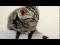 cats-101-american-shorthair ** High Quality** の動画、YouTube動画。