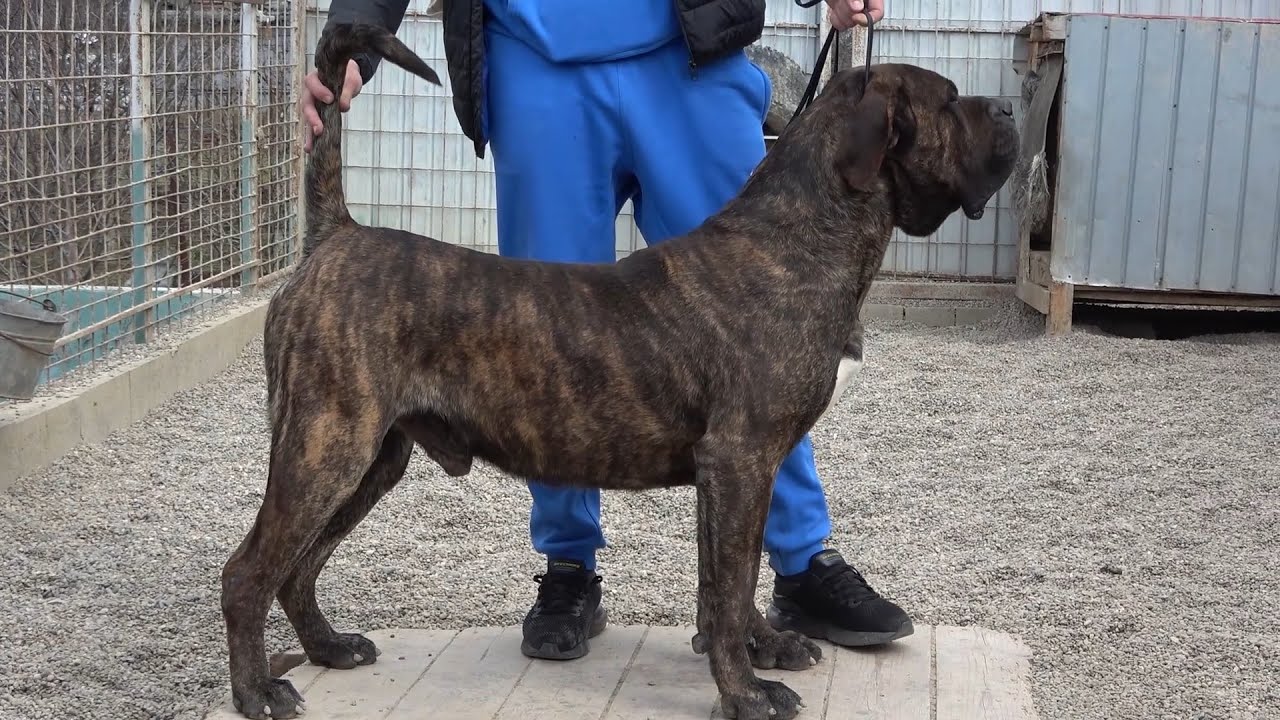 Canisa de Presa Canario   Ludus, Mures - 2021 Nou!!!