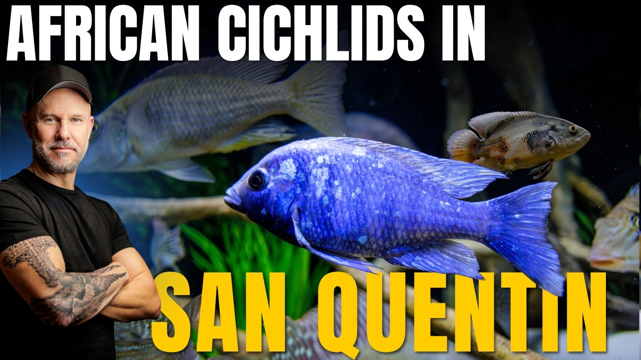 I Moved 5 AFRICAN Cichlids From Alcatraz to SAN QUENTIN — What Could Go Wrong?