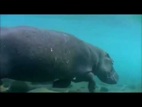 Видео: Дышат ли бегемоты под водой?