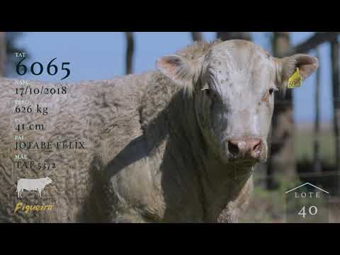 Lote 40 - TAT 6065