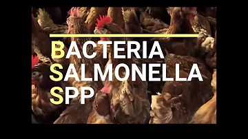 ¿Cómo identificar un pollo con salmonella?