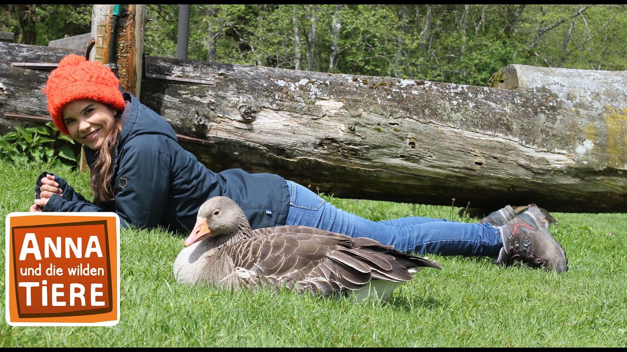 Die Graugans Und Ihre Gossel Doku Reportage Fur Kinder Anna Und Die Wilden Tiere Youtube