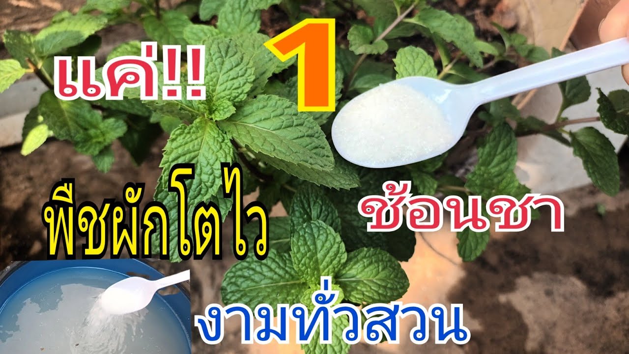 สุดเจ๋ง!!เหลือเชื่อ แค่ 1 ช้อนชา พืชผัก โตไว ใบใหญ่ ใบงาน ปลอดสารพิษ ประหยัดต้นทุน ลองทำดูสิ