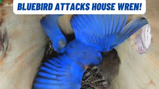 Bluebird Defends Territory, Attacks House Wren 3 Times!
