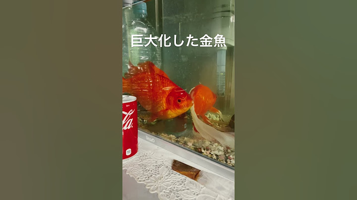 金魚すくいの金魚を数年飼育した結果、巨大化した金魚　#アクアリウム #金魚 #巨大金魚