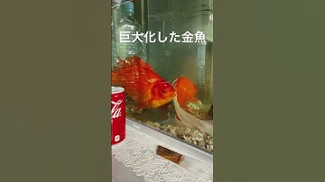 Thumbnail of 金魚すくいの金魚を数年飼育した結果、巨大化した金魚　#アクアリウム #金魚 #巨大金魚
