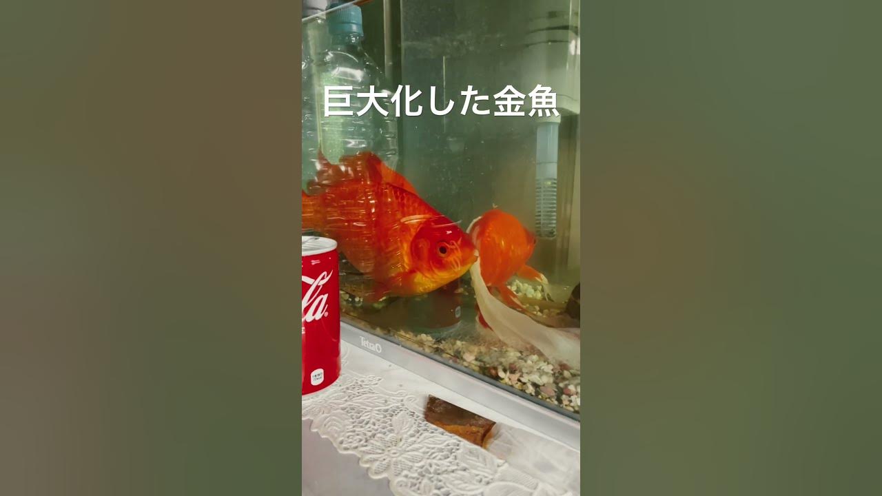 金魚すくいの金魚を数年飼育した結果、巨大化した金魚　#アクアリウム #金魚 #巨大金魚