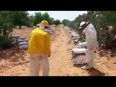 ما معنى النحل الهجين شاهد الفيديو