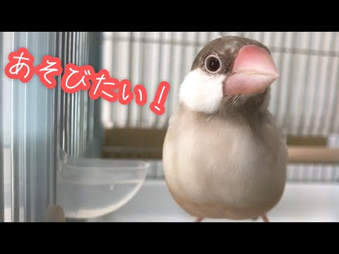 扉の前で待機！遊びたい盛りの文鳥こむぎ　癒し動物　面白い動物　Java sparrow