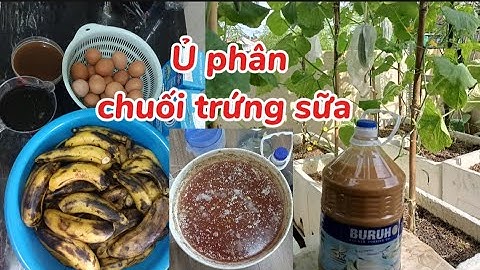Cách ủ phân chuối trứng sữa đơn giản bón cho cây ăn quả thơm ngon ngọt