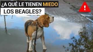 ¿A qué le tienen miedo los beagles?