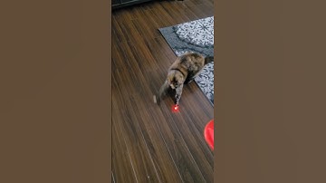 Laser #cutecat #pets #cuteanimal #cute #cutepet #funny #funny #cat #cats #catlover #shorts #fyp