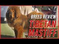 TIBETAN MASTIFF BREED REVIEW