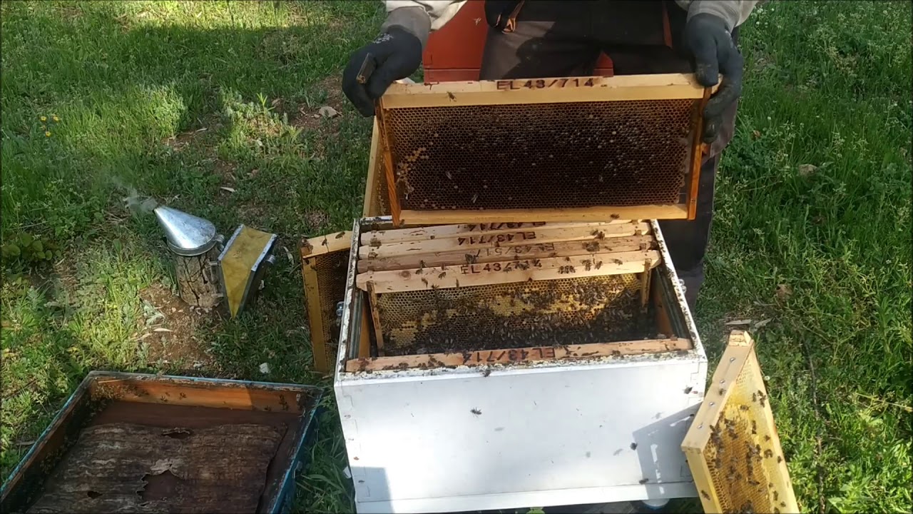 Βασιλοτροφια 2019 μερος 2