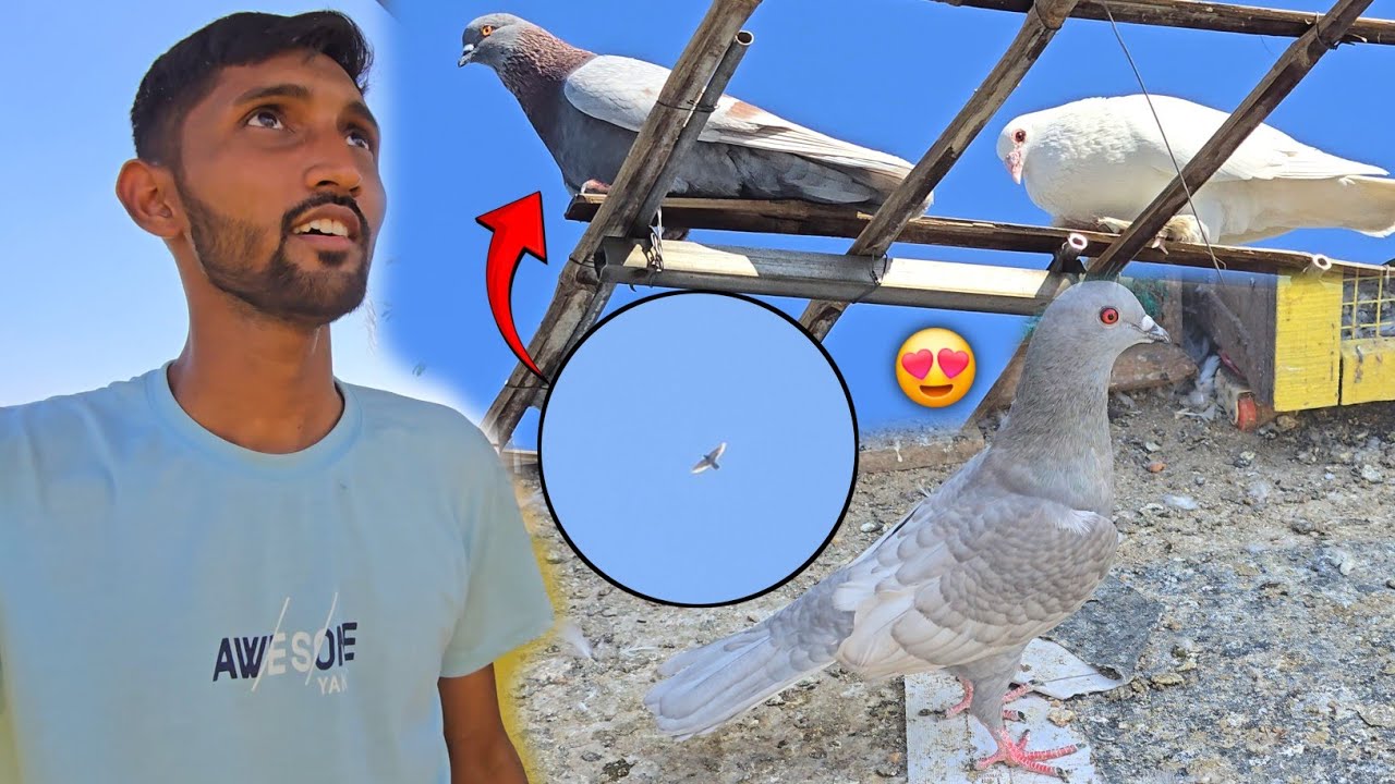 Tamda Kabootar Aj Ghar Nahi Aaya😔