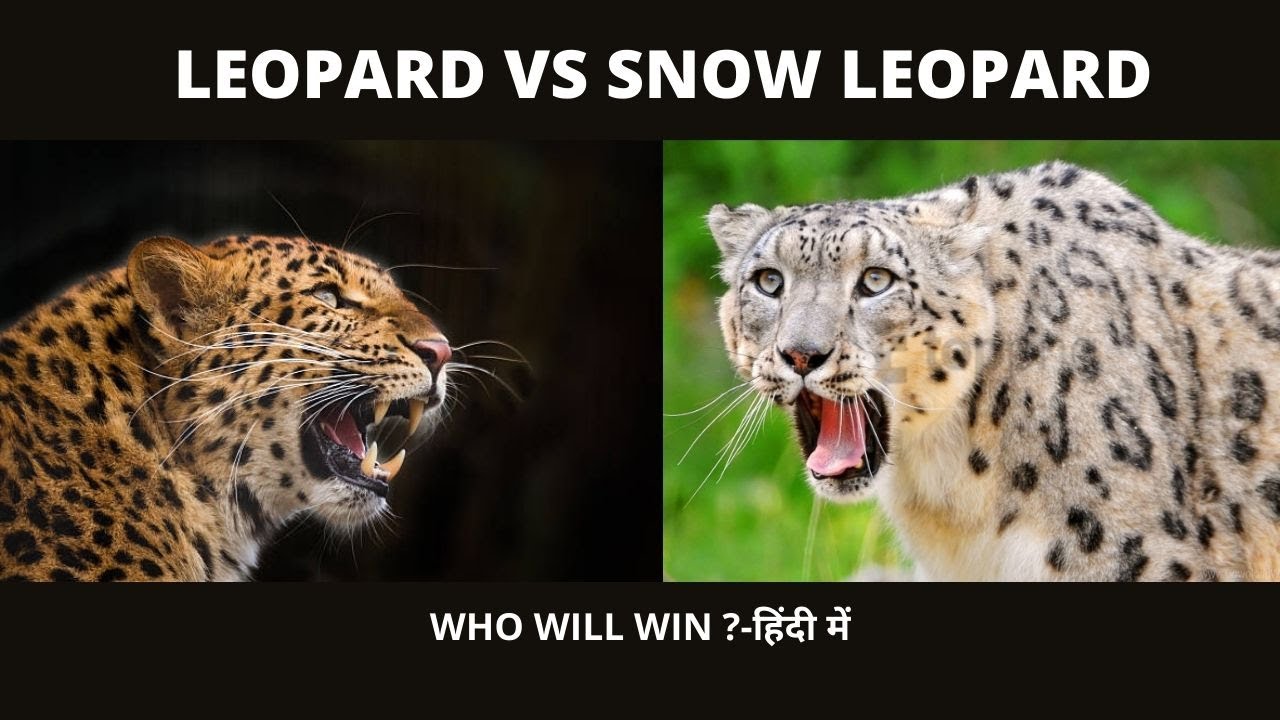 Snow Leopard Vs Leopard who will win in Hindi || Jungle Safari - YouTube
