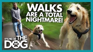 Victoria Nearly Knocked Over by Lurcher's uncontrollable energy on walks! | It's Me or The Dog